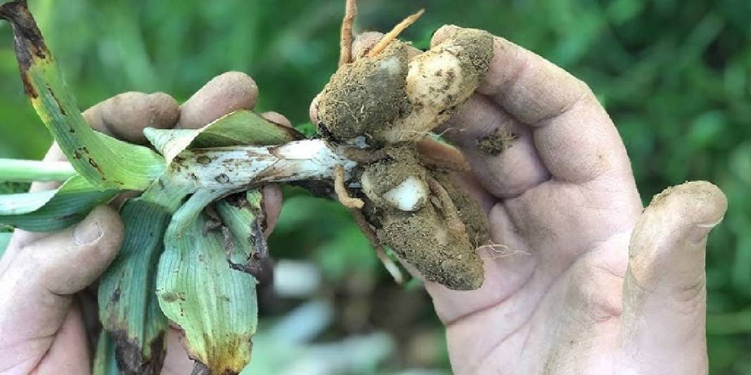 Üretimi zahmetli, hasadı sınırlı! Kazancı ise oldukça yüksek: Çiftçinin ‘Kökünde altın yatan’ bitkisinde hibe projesi başladı 5